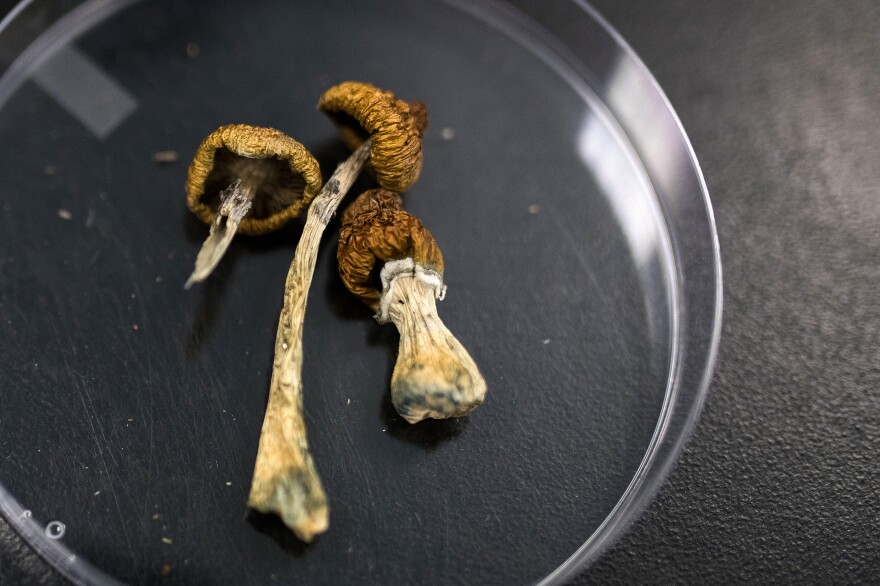 Dried Psilocybe mushrooms on a glass plate.