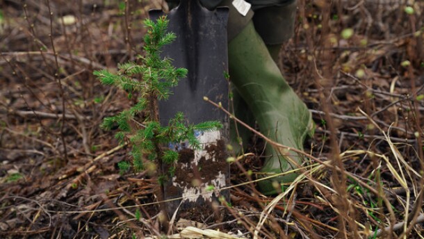 A person uses a shovel while planting a small tree seedling.