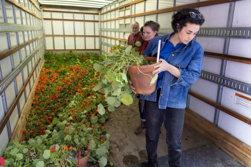 Members of the horticulture team start to move nasturtium vines from the truck that brought them from the museum's greenhouses to the museum. (Robin Lubbock/WBUR)