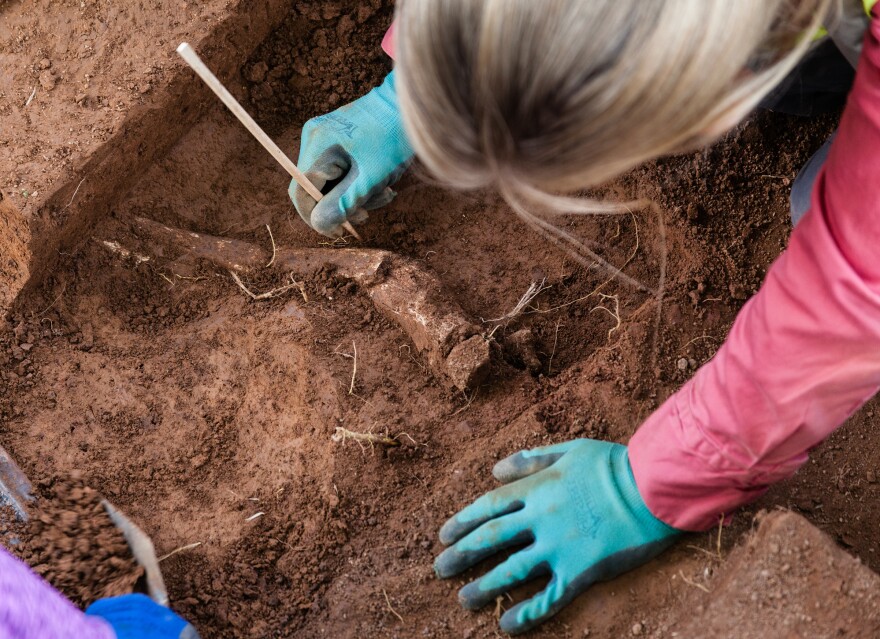 A field technician excavates an amputated limb in 2015.