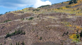 Small patches of brush dot Smuggler Mountain. The bare patches on the mountain are the result of brush thinning for wildfire mitigation purposes, which the Aspen Fire Protection District completed late this summer.