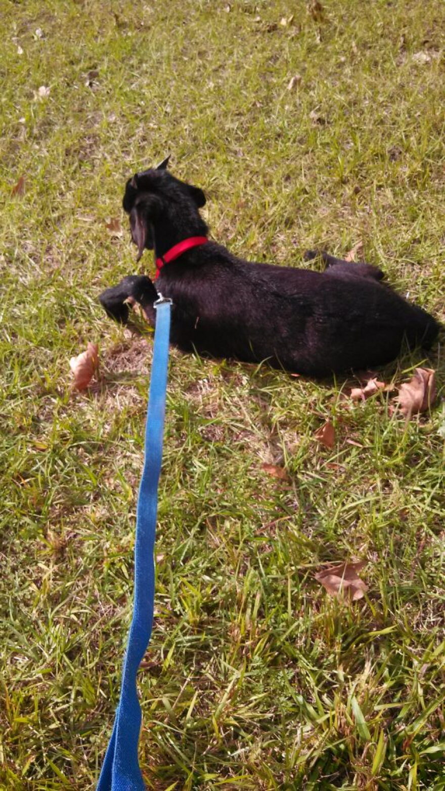 Heather Cramer’s lot wasn’t fenced in, so she found an alternate way to let Goat Tea out. Every day she walked him on a dog leash so he could graze and be in fresh air.