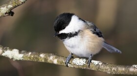 A black-capped chickadee sits on a branch.