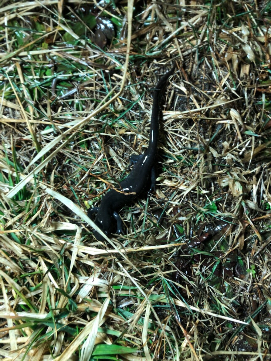 A Jefferson Salamander migrating to the vernal pool at Caesar Creek State Park