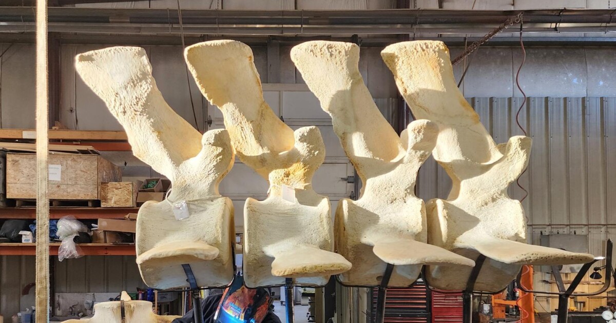 Skeleton of massive blue whale expected to make final migration to Hatfield Marine Science Center in May