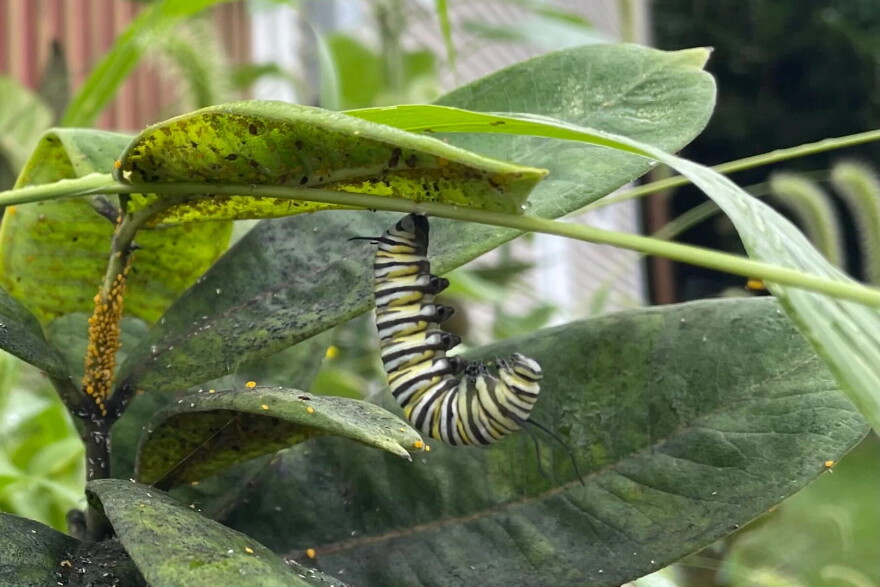 A monarch caterpillar begins the process of forming a chrysalis on a stem next to common milkweed in a garden in Des Moines, Iowa, in 2026. Monarch butterflies rely on nectar from a wide variety of wildflowers that bloom at different times of the year. But the eggs and caterpillars depend on milkweed.