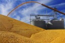 Pile of soybeans at an elevator