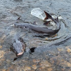 Sturgeon spawning in the Wolf River.