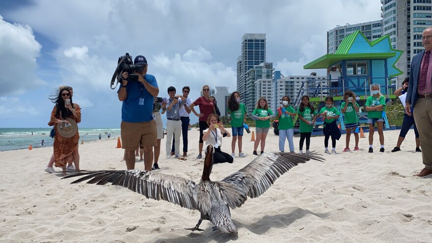 Photo of a brown pelican being released back into the wild on the sand of Miami Beach as students and reporters gather, along with Miami Beach Mayor Dan Gelber.