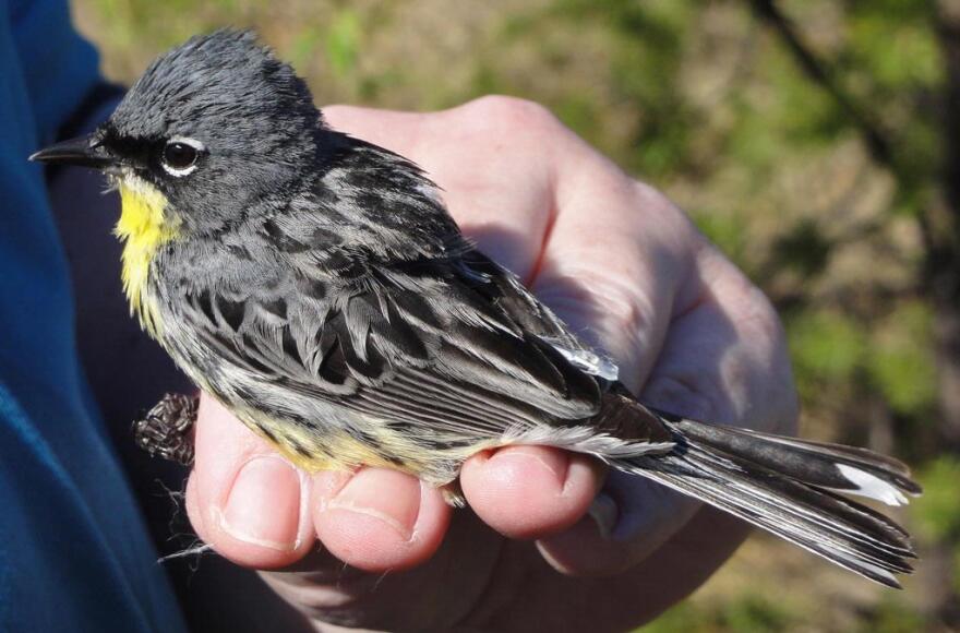 Where's the tracker? This Kirtland's warbler has a tracker attached to its back that is incredibly tiny, weighing just 0.65 g.