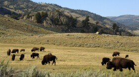 A herd of bison grazes in the Lamar Valley of Yellowstone National Park on Aug. 3, 2016. Yellowstone National Park officials say they had to kill a newborn bison because its herd wouldn’t take the animal back after a man picked it up. Park officials say in a statement the calf became separated from its mother when the herd crossed the Lamar River in northeastern Yellowstone on Saturday, May 20, 2023.