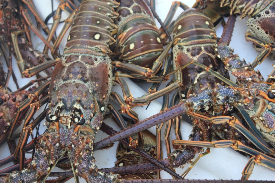 It's Going To Be A Rough Year': Key Largo Fishermen Feel Effects Of Chinese  Lobster Tariffs | Wlrn
