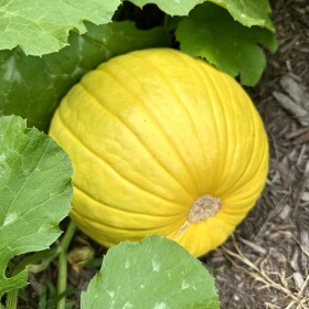 A pumpkin growing on the vine.