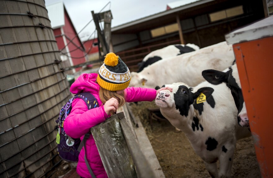 Not only are kids raising animals and learning the how-tos of vaccinations and record-keeping, 4-H'ers are also being taught how to add up the costs and weigh them against future profits.