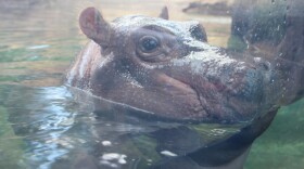 Voters overwhelminly said 'yes' to Fiona, well, the Zoo's levy renewal.
