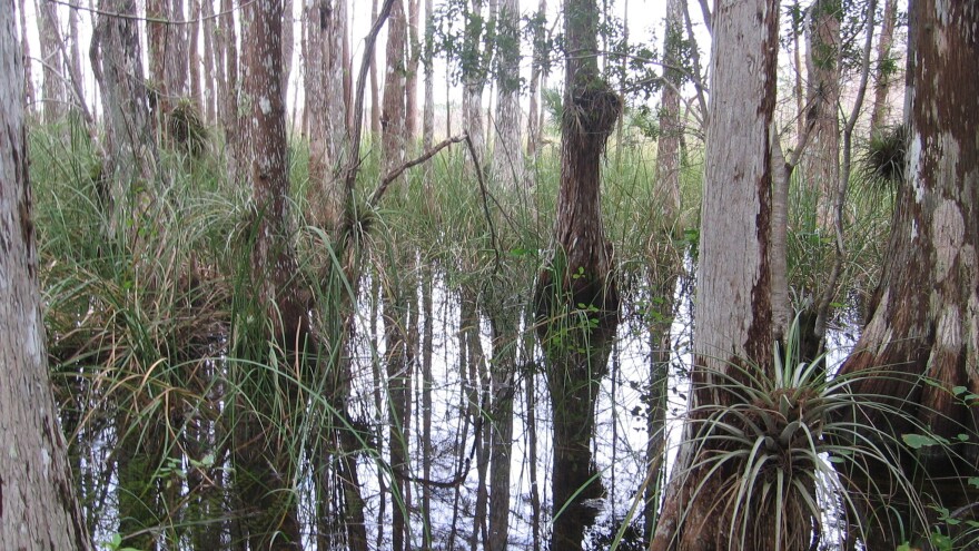 Strand swamps like this one are native only to Florida, and the Fakahatchee Strand Preserve is the largest.