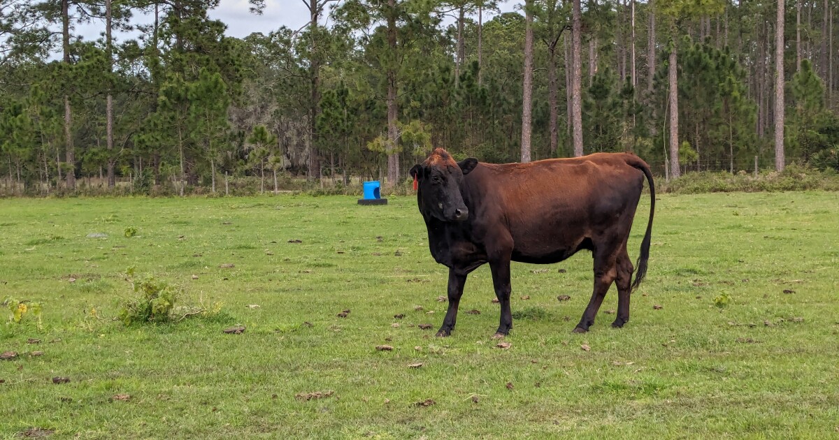 New law lets state sell ‘surplus’ conservation land to be used for agriculture