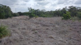 Crispy drought grasses in San Antonio’s Eisenhower Park.