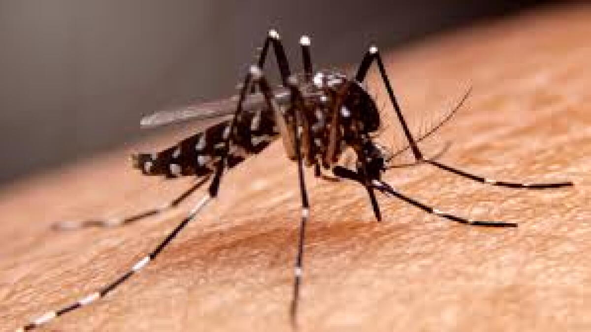 New concern about a surge of mosquitoes and West Nile in the Tri-Counties