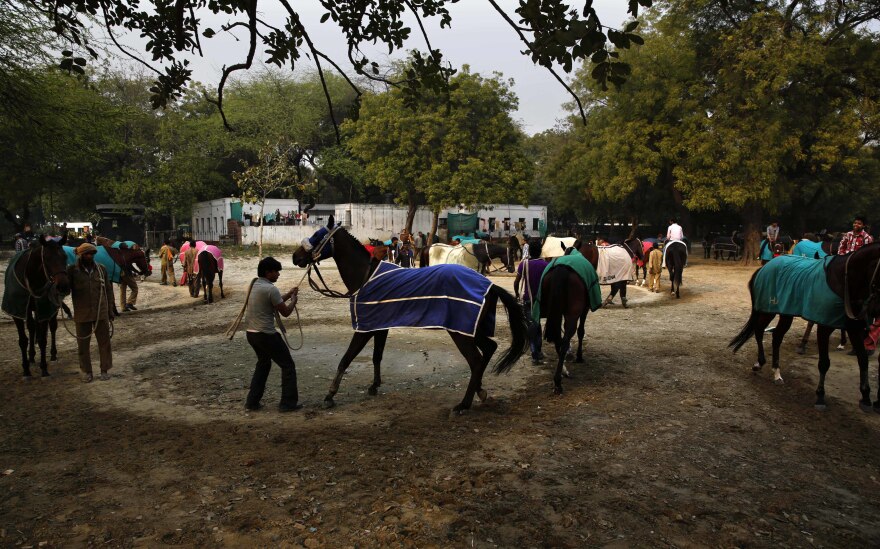 A trainer works with a horse at the Delhi Race Club in New Delhi, India, in 2014.