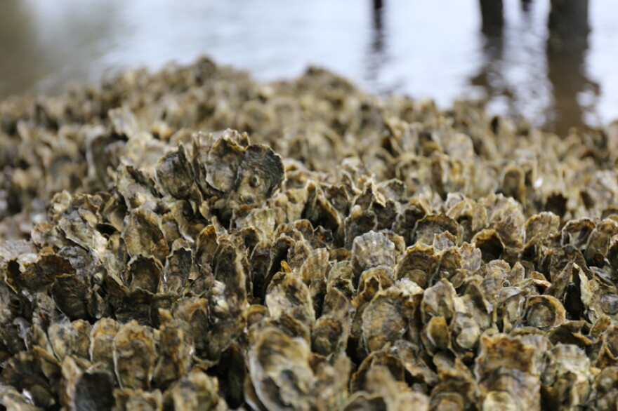 It takes between one and three years for oysters to grow to their full size.