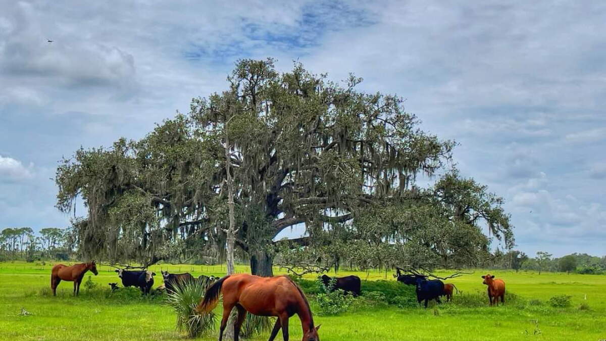 Rural Florida residents strike out when their own commissioner pitches a big development - Vimarsana News