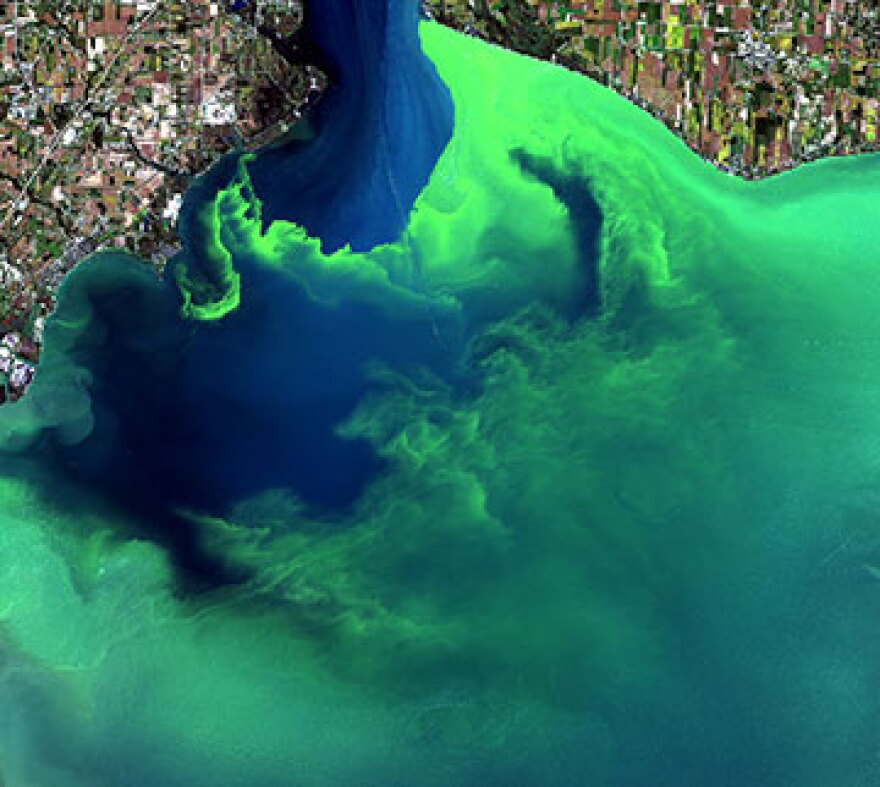 Algal bloom.