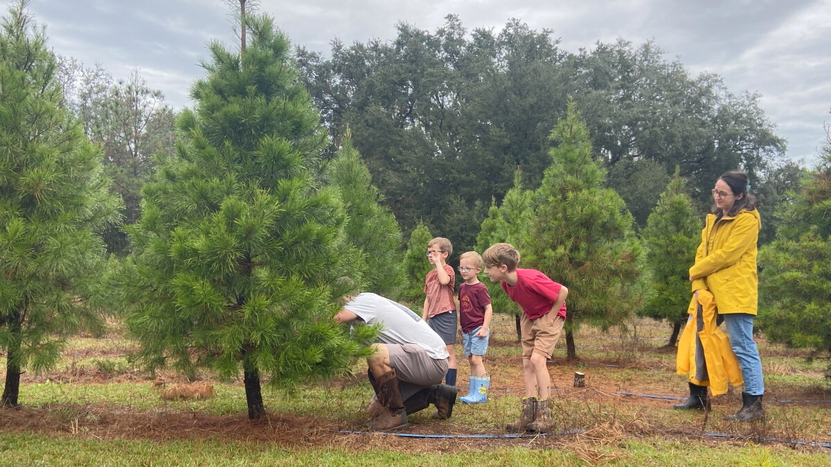 One family's Christmas tree farm becomes a tradition for Florida families - Vimarsana News