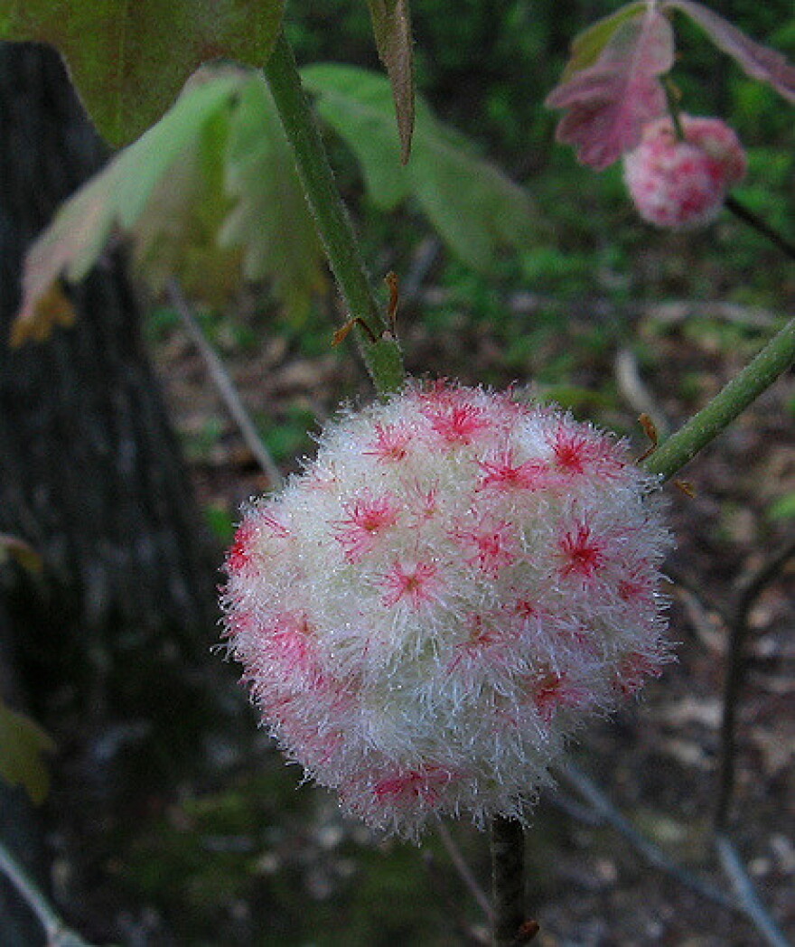  Cotton Candy Plant, a.k.a. the Wool Sower Gall, on an Oak sapling.