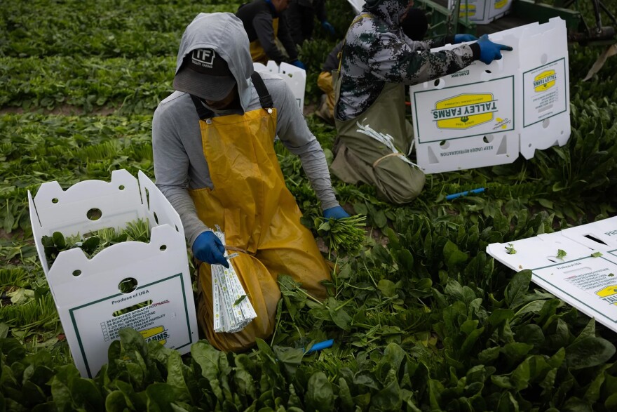 Crops are harvested at Talley Farms in Arroyo Grande on April 14, 2025.