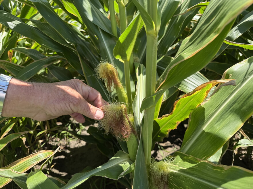 Farmer Norman Perry stands in one of his many corn fields in Bertie County on Wednesday, June 24, 2026. He's hold the silk of an ear, which is connected to kernels growing inside. Perry says this is the time when corn really needs rain.