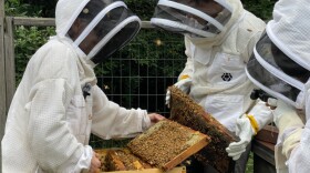 Beekeepers examining bees
