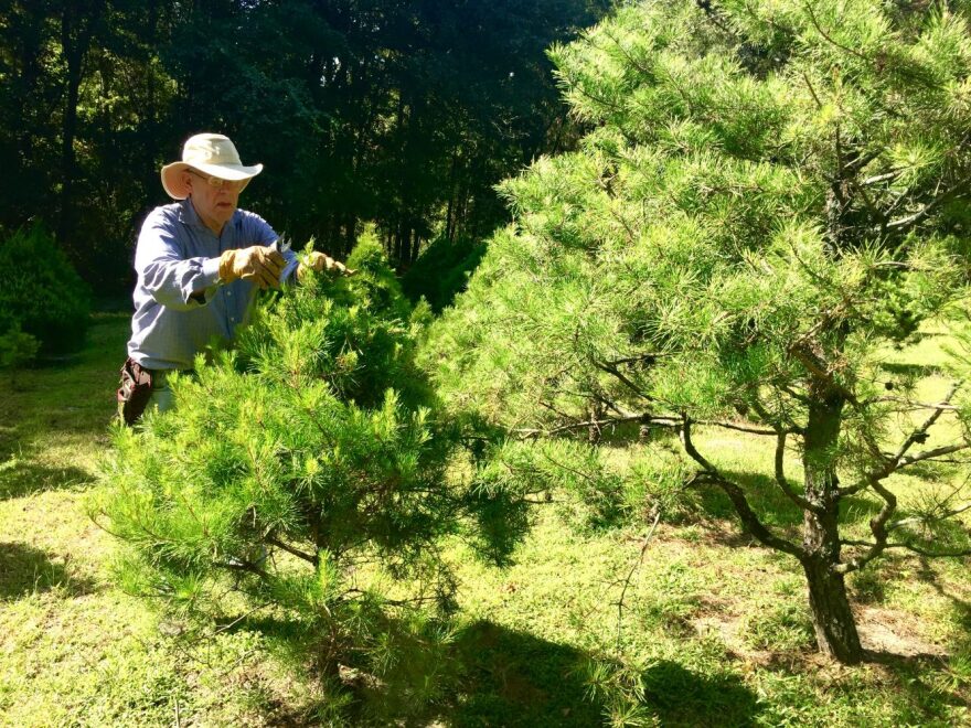 At his Unicorn Hill Christmas Tree Farm, John Gregory perfects the shape of his trees planted across five fields that surround his Gainesville home.