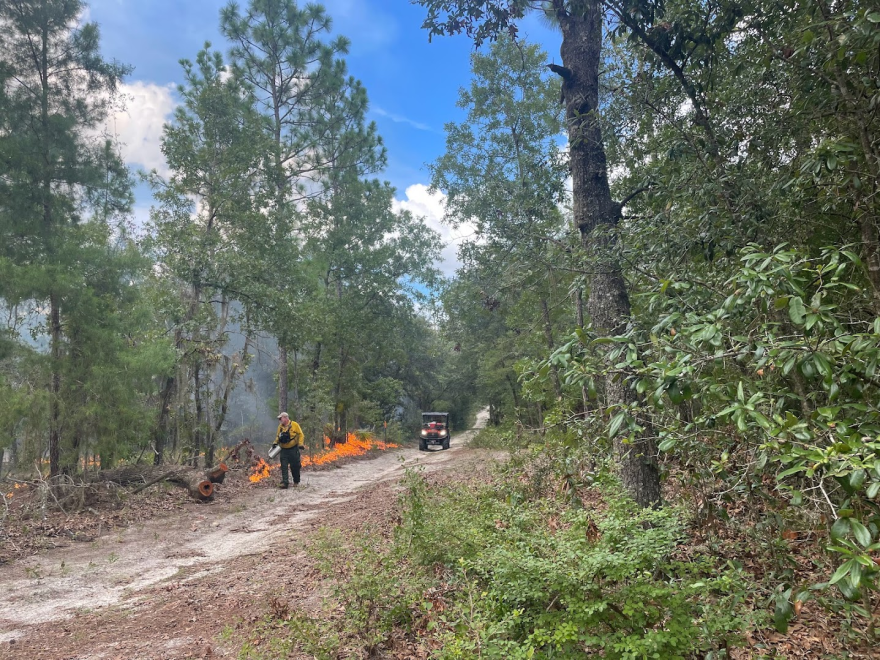 Once dominant, longleaf pines face growing threat of climate