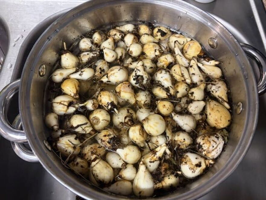 Camas is a key traditional food for the Nimíipuu and digging for it is also a way of connecting to the land