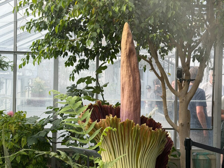 A corpse flower in bloom at University of Rhode Island.