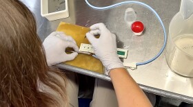  Kate Deters, a scientist with Pacific Northwest National Laboratory, is about to make an incision in a juvenile Pacific lamprey so that she can insert an acoustic tag, which is about the size of a long grain of rice. The tag will allow scientists to track this lamprey as it travels downstream.