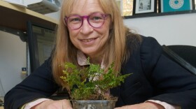 Jody Banks displays a selaginella plant at her desk at Purdue University. Banks says selaginella represents an important step in the evolution of plants and produces secondary metabolites that could have medical applications.
