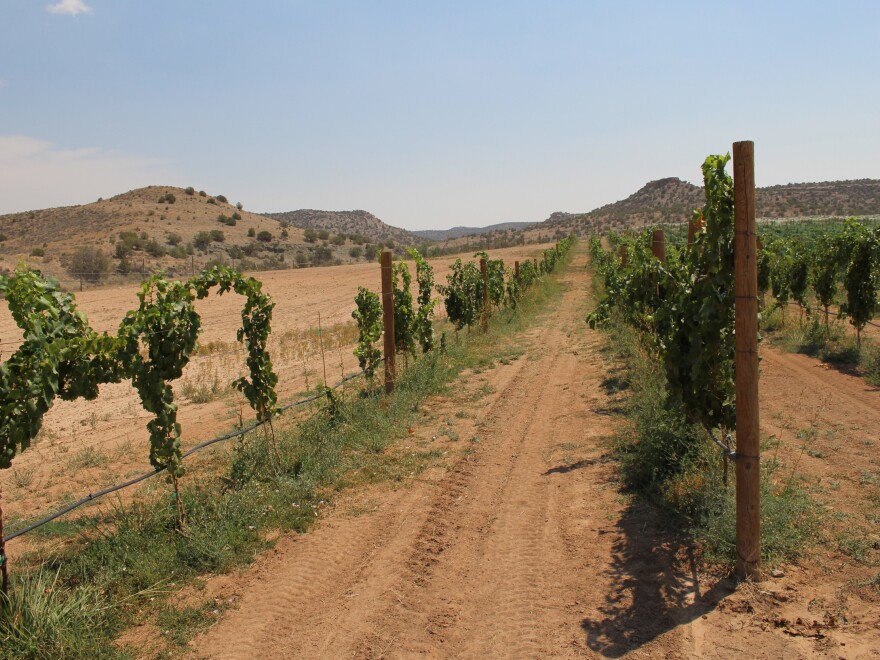 Wine grapes grow in Montezuma County's McElmo Canyon, a hotbed of water conflict according to Huhn.