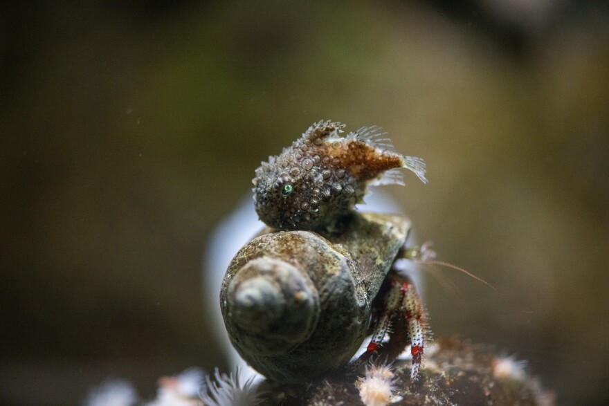 A Pacific spiny lumpsucker attached to a hermit crab shell.