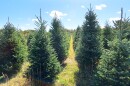 “The biggest influence drought has on Christmas trees is the quantity of trees that may be on the market in future years,” said Kansas Forestor David Bruton.