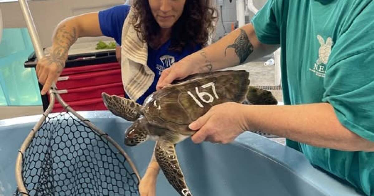 More than 120 cold-stunned sea turtles being treated at the North Carolina Aquarium on Roanoke Island