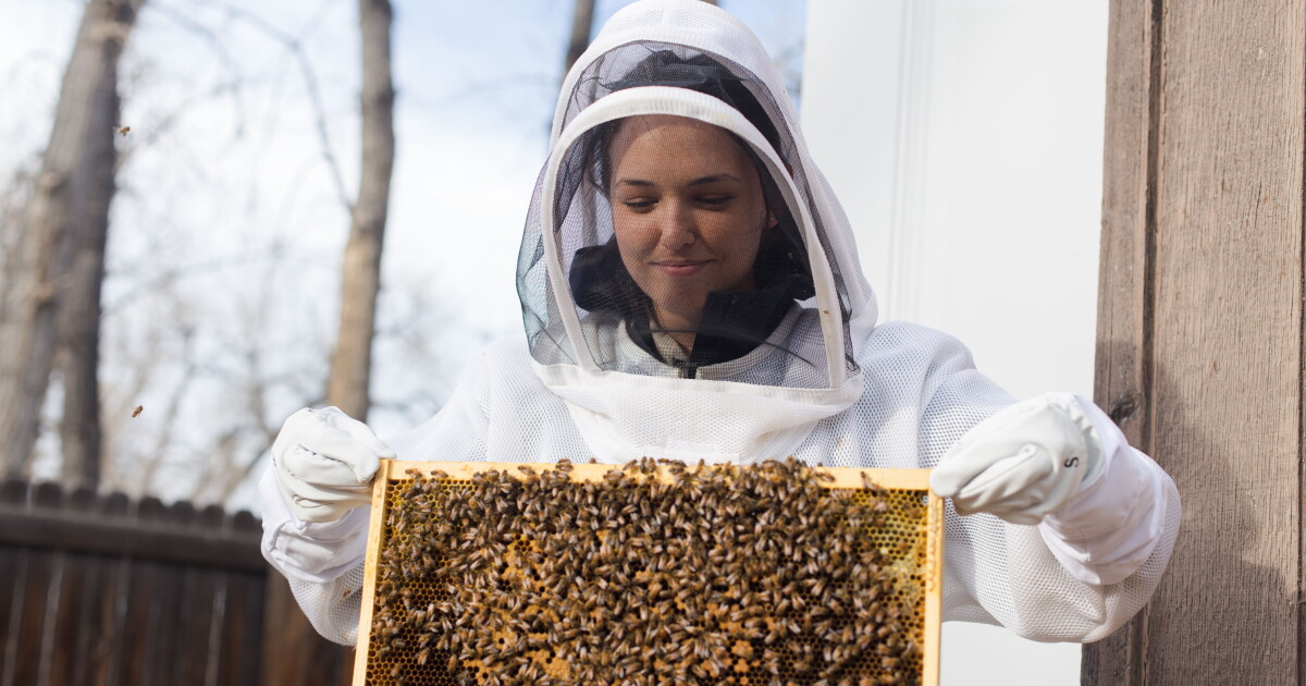 Colorado researchers peek inside honeybee swarms to improve building ...