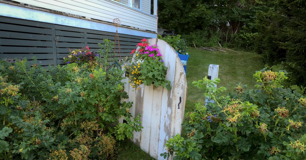 Summer season Gardening: Tips about Maintaining Your Backyard Wholesome Even in Drought Circumstances