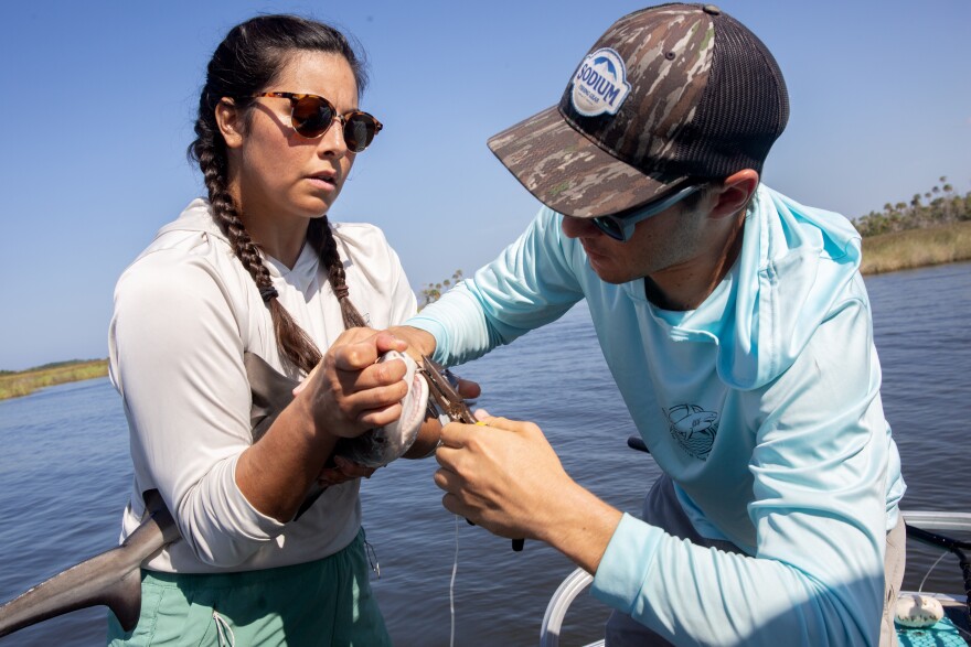 Andres and Clark use a pair of pliers to carefully remove a hook from a baby bull shark's mouth.