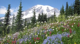 A subalpine meadow on Mount Rainier in the summer. CREDIT: Elli Theobald/courtesy of the research team