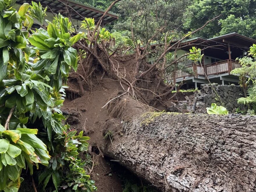 The roots of a downed tree and a partially collapsed wall are seen on Tantalus Drive on Saturday morning.