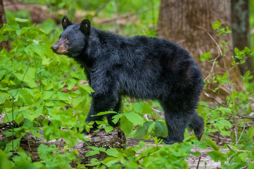 A black bear walks in a forest among trees and weeds.