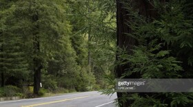Bigfoot Crossing Sign on side of road - stock photo