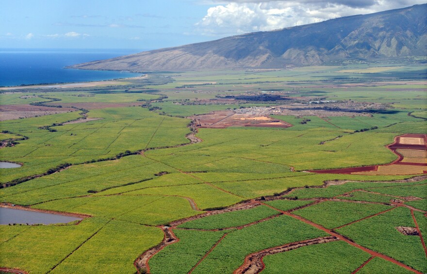 Matt Thayer / Maui 